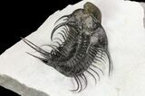New Trilobite Species (Affinities to Quadrops) - Very Large! #86536-6